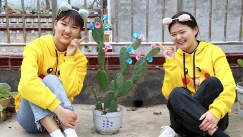 美女家务事 仙人掌不开花