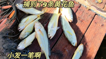 南澳岛赶海日记 彪哥这次近海捕鱼大爆发，收获9条天价大黄鱼，要小发一笔了