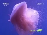 人与自然 《人与自然》 20141231 自然发现：水下世界——海洋猎手（下）