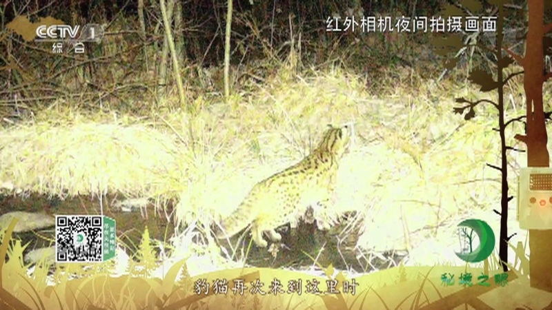 秘境之眼 《秘境之眼》 豹猫 20220916