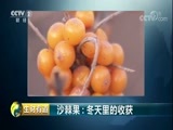 生财有道 《生财有道》 20180129 沙棘果：冬天里的收获