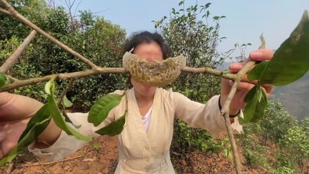 给茶树上的小排蜂搬搬家