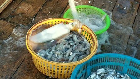 南澳岛赶海日记 渔民远海拖网捕鱼，遇到鱼群一网就上千斤，网一打开全船开心坏了