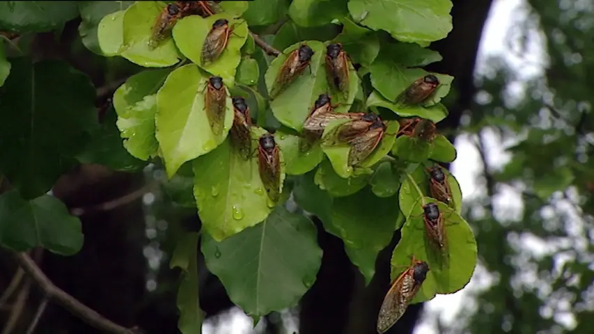 《林下生命》第2集