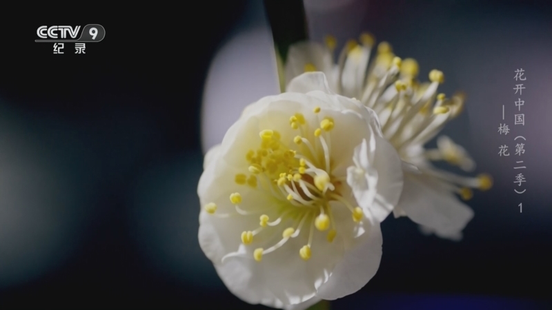 花开中国第二季 《花开中国 第二季》 第1集 梅花