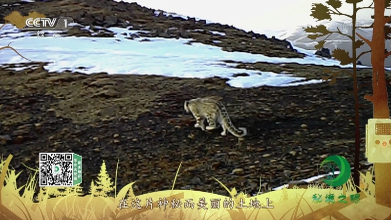《秘境之眼》 雪豹 20211206
