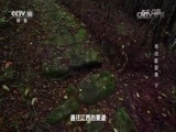 地理中国 《地理中国》 20170805 毒物追踪•寻找断肠草（下）