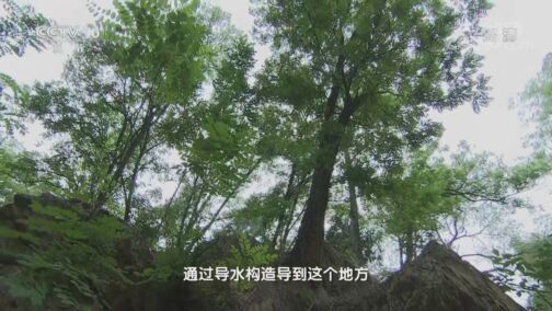 地理中国 《地理·中国》 20200720 留山谜墙