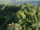 动物世界 《动物世界》 20180803 家有萌宝（五）