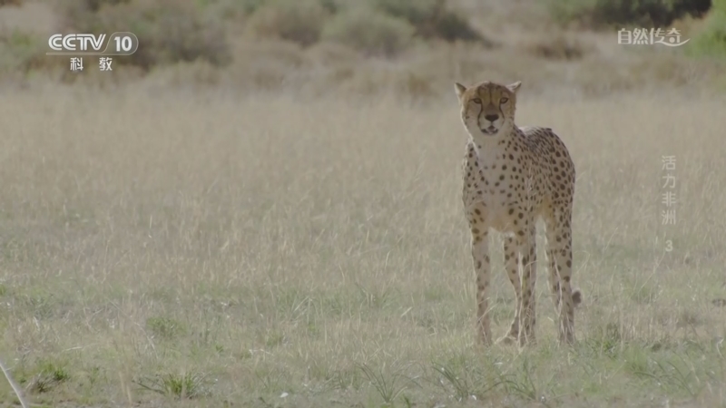 《自然传奇》 20260319 活力非洲 3