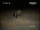 人与自然 人与自然 2010年 第2期 2010-12-04