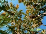 人与自然 《人与自然》 20150615 自然发现：狂野澳大利亚——荒漠（上）