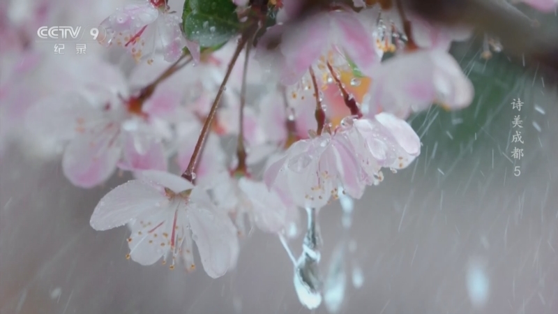 《诗美成都》 第5集 苏轼海棠红