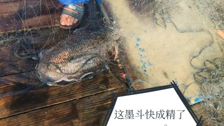 南澳岛赶海日记 在外海捕鱼虽然辛苦而且危险，但是收获还不错，这次捕到一个快成精的大墨斗