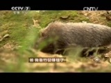 致富经 《致富经》 20150603 爸 我靠竹鼠赚钱了