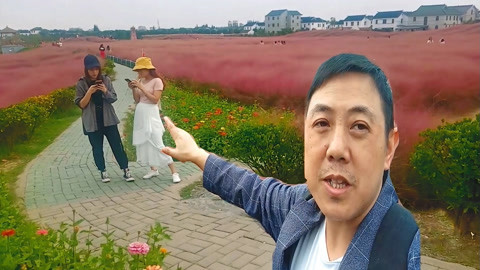 唱罢吹灯 十一长假这个网红花海火了，美女如云拍照打卡，大叔来了流连忘返
