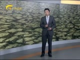 新闻夜总汇 《新闻大通道》 20160516