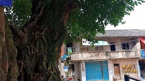 唱罢吹灯 vlog四川小镇居然有五百年的黄桷树，灯哥带你去瞧一瞧