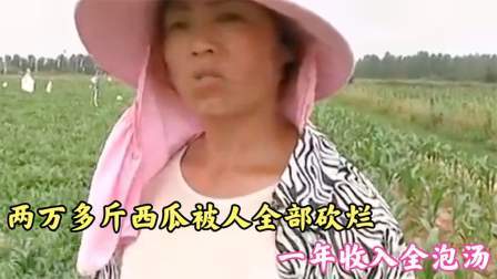 品人生百味第二季 两万多斤西瓜被人全部砍烂，一年收入全泡汤，瓜农：有事当面说啊