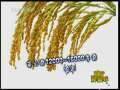 新闻袋袋裤 新闻袋袋裤 2009年 第219期