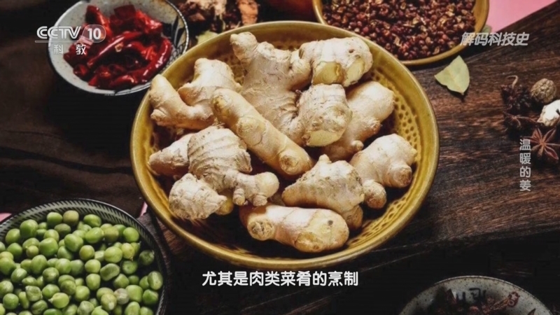 解码科技史 《解码科技史》 20231022 了不起的蔬菜——温暖的姜