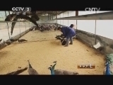 生财有道 《生财有道》 20140513 蓝孔雀飞出百万财