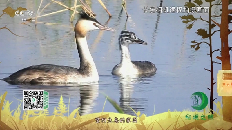 秘境之眼 《秘境之眼》 凤头䴙䴘 20230601