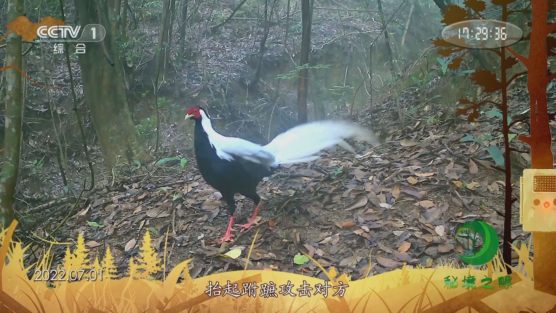 秘境之眼 《秘境之眼》 白鹇 20231216