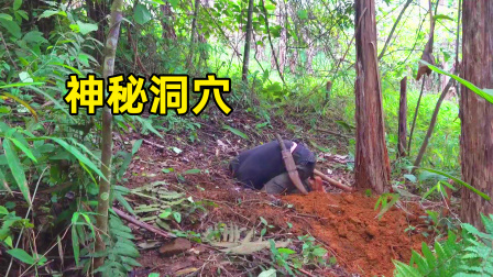 原始丛林人苏门答腊 第二季 丛林野外求生，森山老林发现神秘洞穴，我准备挖开它