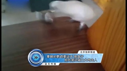 蓝天娱乐快报 2016 7月 暴躁的鹦鹉要逆天 摔盘子拒吃菜还破口大骂主人 160708