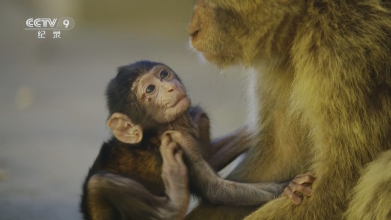 《生存》 第5集 舐犊