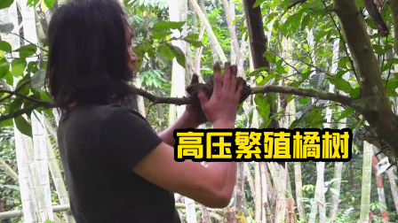 原始丛林人苏门答腊 第二季 丛林野外生存，森林烘烤许多竹笋，发现一株野生橘树！