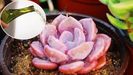 每月给你的多肉植物“喝”点啤酒, 它竟然能长得更好!