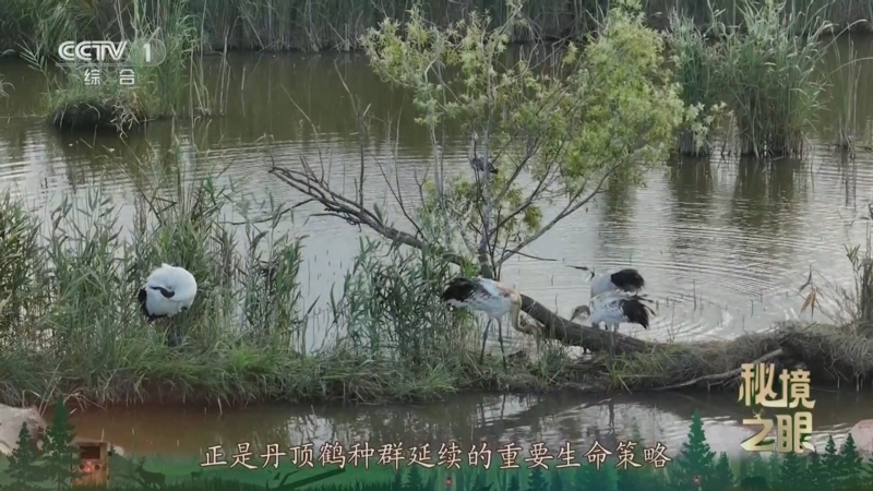 秘境之眼 《秘境之眼》 丹顶鹤 20250926