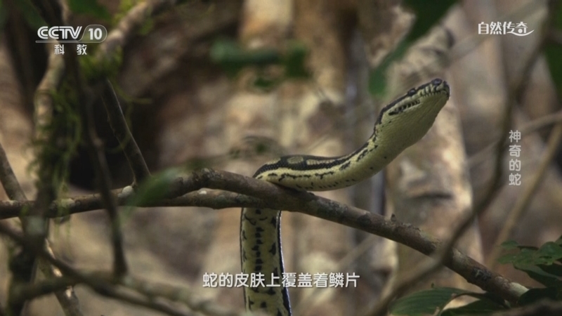 自然传奇 《自然传奇》 20240202 神奇的蛇