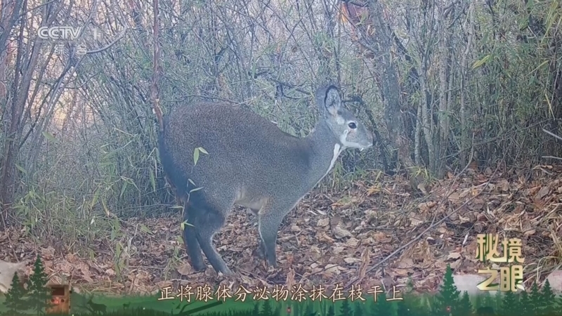 《秘境之眼》 林麝 20251229