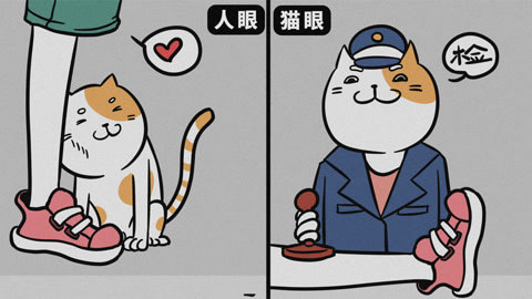 喵客帝国 你猜猫主子到底在想什么