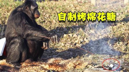 聊斋怪谈 这只大猩猩不爱香蕉爱做饭专业生火20年