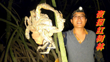 思乡渔夫 凌晨红树林的大螃蟹直接捡，随随便便十几斤，捡钱似的