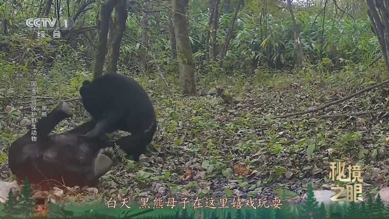 秘境之眼 《秘境之眼》 黑熊/豹猫 20250401