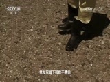 地理中国 《地理中国》 20170426 千里阴山·高原之上