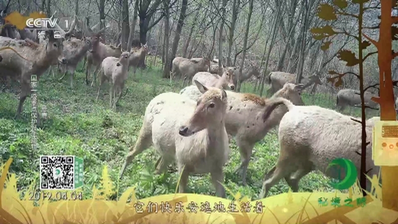 秘境之眼 《秘境之眼》 长江江豚/麋鹿/扬子鳄/朱鹮 20221113