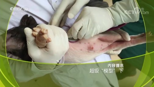 走近科学 《走近科学》 20190326 超级“模型”（下）