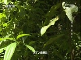 地理中国 《地理中国》 20171222 南国“榕树王”