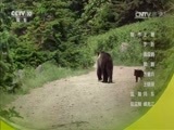自然传奇 《自然传奇》 20170802 熊家族的明天