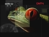 动物世界 《动物世界》 20120415