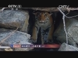 人与自然 《人与自然》 20140312 自然故事 深入虎穴-不速之客（上）