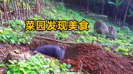 原始丛林人苏门答腊 第二季 东南亚野外生存，菜园里发现美食，正好可以改善伙食