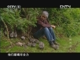 魅力纪录（CCTV-1综合频道） 《魅力纪录》 20121007 鸟瞰地球 第六集 展翅高飞