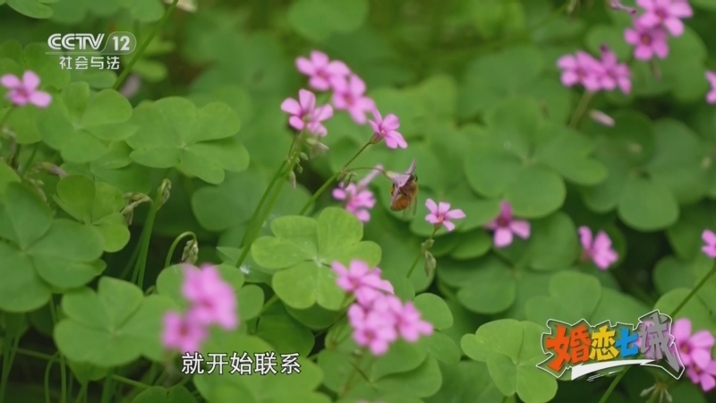 道德观察 《道德观察(日播版)》 20250726 婚恋七诫——让彩礼归于礼